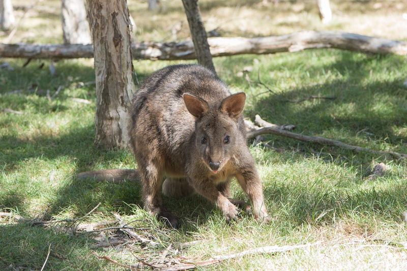 vertebrate, plant, pademelon, day, tree, 2K, wildlife, animal wildlife, fauna, one animal, animal, mammal, portrait, outdoors, land, field, no people