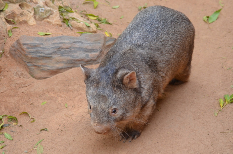 outdoors, Mammal, rodent, high angle view, australia, one animal, animal wildlife, Nature, day, eating, gray, vertebrate, Animal, wild, field, no people
