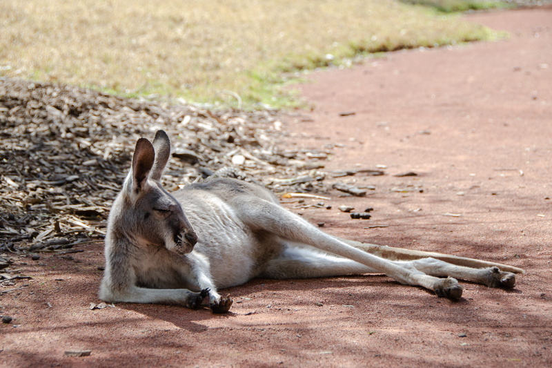animal wildlife, side view, 4K, eastern grey, wildlife, fauna, australian, relaxation, land, mammal, looking, field, kangaroo, outdoors, no people, vertebrate