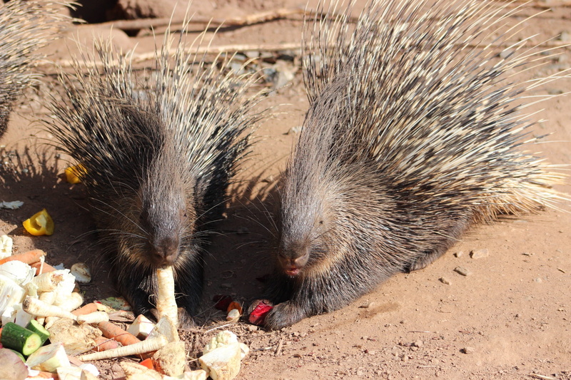 no people, close-up, quills, food, sunlight, animal themes, rodent, outdoors, fruit, nature, wild, spines, animal wildlife, zoo, vegetables, summer, mammal