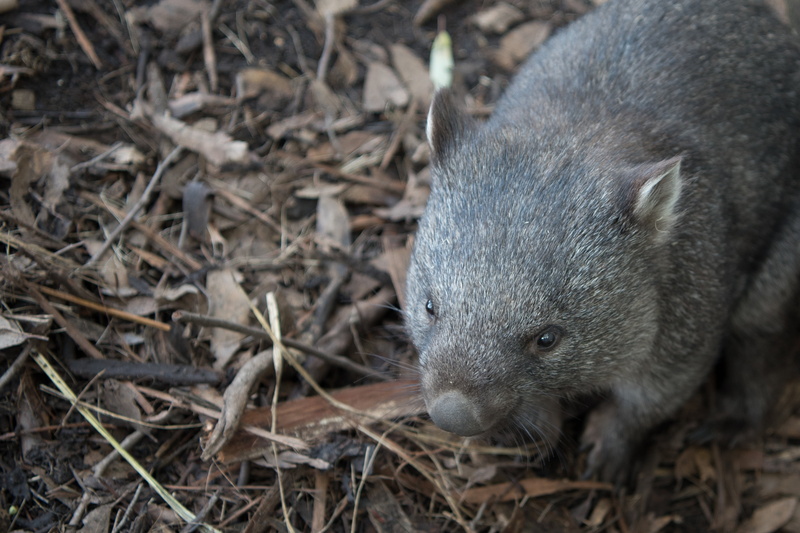 field, animal themes, animal head, herbivore, plant, animal body part, rat, emotion, 2K, whisker, rodent, high angle view, land, marsupial, animals in the wild