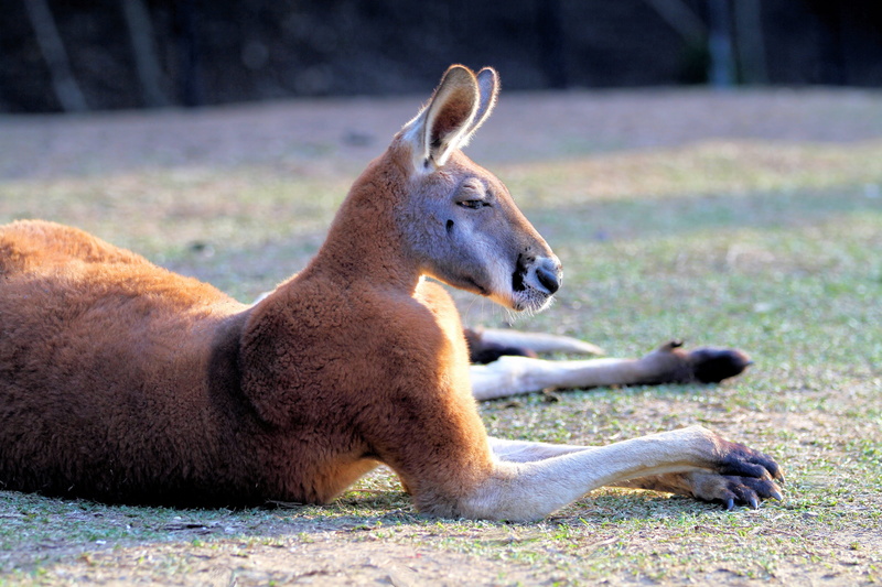 Australia, lying down, 5K, cute, native, fauna, one animal, Kangaroo, brown, outback, paw, animal, rufus, side view, aussie, vertebrate, mammal, fur, focus on foreground