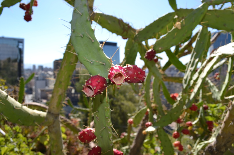 cerro santa lucia, food, prickly pears, tree, flora, healthy eating, spike, 4K, focus, focus on foreground, leaf, fruit, outdoors, santiago, freshness