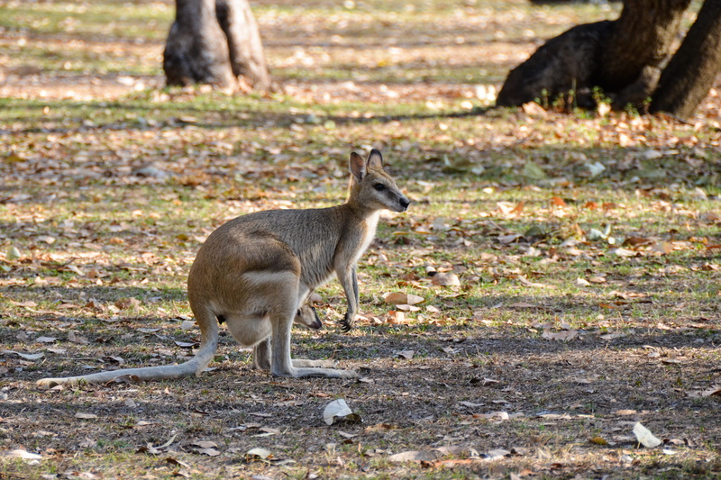 vertebrate, standing, mother, animals in the wild, baby, wildlife, wallaroo, focus on foreground, one animal, day, wild, no people, full length, animal themes