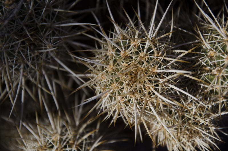day, desert, flower, botanical, dry, flowering plant, outdoors, outdoor, 4K, botany, vulnerability, close-up, beauty in nature, texture, hazard, freshness