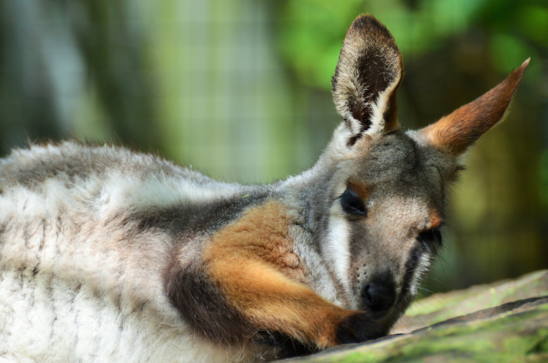 one animal, day, wallaby, national park, mammal, plant, close-up, relaxation, vertebrate, kangaroo, outdoors, animals in the wild, zoo, australian park
