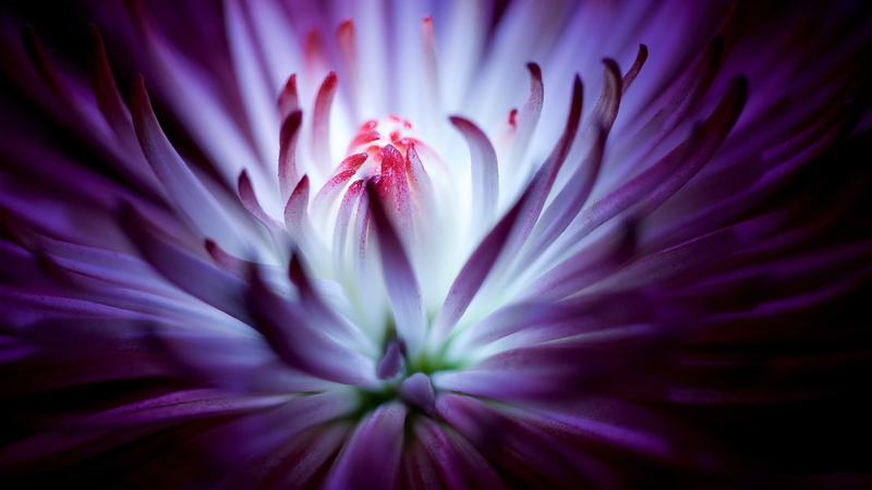 petal, flower, 4K, macro photography, close up, purple flower