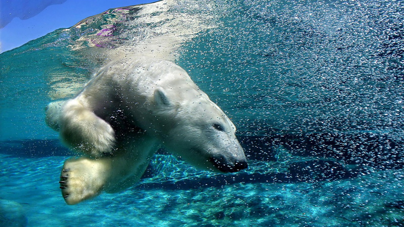 animal wildlife, animals, hippopotamus, aquatic mammal, swimming, 1080P, animals in the wild, stingray, one animal, sea, eared seal, dugong, marine, mammal