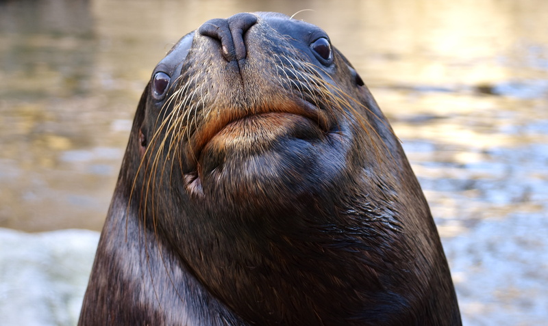 underwater, animals in the wild, animal themes, one animal, mammal, aquatic mammal, swim, seerobbe, outdoors, seal - animal, tierpark hellabrunn, animal