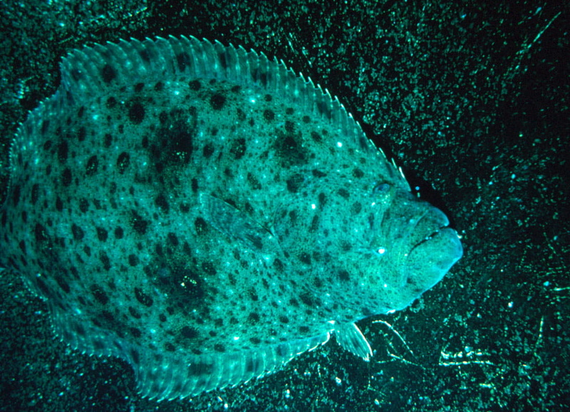 undersea, halibut, flounder, 480P, vertebrate, biology, sea, fish, california, animals in the wild, paralichthys, water, nature, close-up, animal wildlife