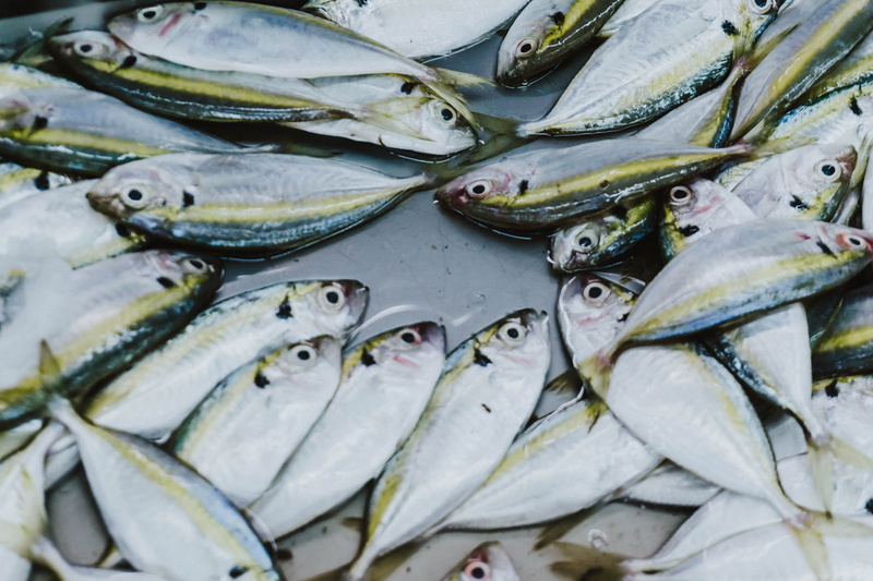 market, healthy eating, coho, horse, silver colored, food, flock, gray, tuna, raw food, turtle, herring, outdoors, sea turtle, oil spill, cod, sturgeon
