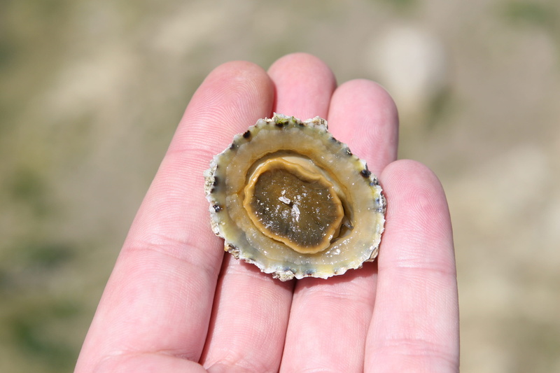 focus on foreground, ocean, urchin, body part, beach, scallop, water, life, human body part, aquatic, tide, human hand, 2K, freshness, creature, oyster