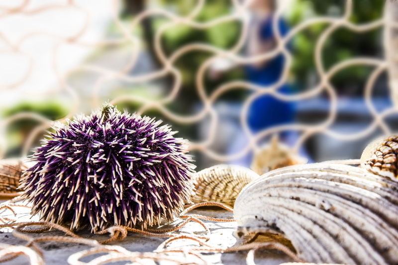 plant, marine detail, day, decoration, flowering plant, flower, purple, dried, 5K, fishing net, dry, urchin, mediterranean, mesh, spiked, sea, sunlight