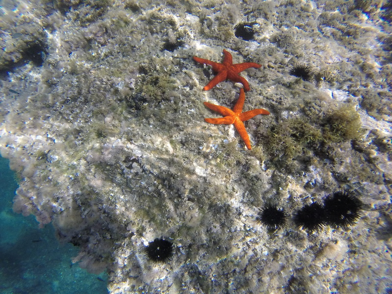 animals in the wild, coral, diving, invertebrate, undersea, one animal, swimming, sea urchins, no people, summer, 2K, sea, animal, sea life, vertebrate
