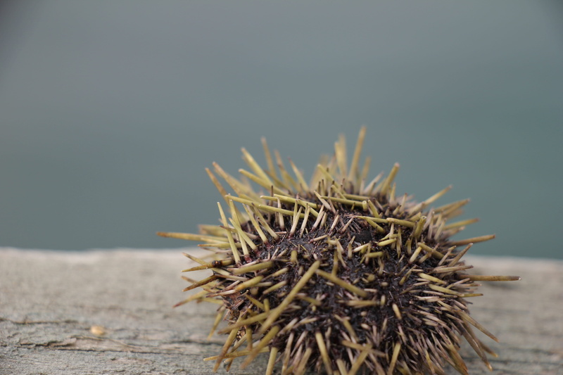 spiky, sharp, echinus esculentus, day, still life, norway, wood - material, table, outdoors, sea, spiked, copy space, animal wildlife, sea urchin, 5K