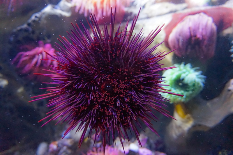 day, close-up, nature, animal wildlife, outdoors, sea life, no people, new england aquarium, boston, 5K, united states, sea, marine, undersea, aquarium