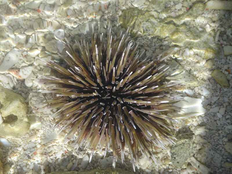 4K, marine, water, invertebrate, animal themes, close-up, aquatic, sea urchin, ocean, animals in the wild, no people, sea life, one animal, high angle view