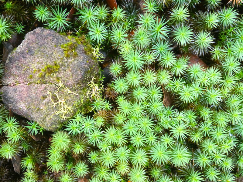 houseplant, bush, vegetation, full frame, thorn, rug, sea life, plant, conifer, coral reef, backgrounds, sharp, ocean, directly above, moss, cactus, spiked