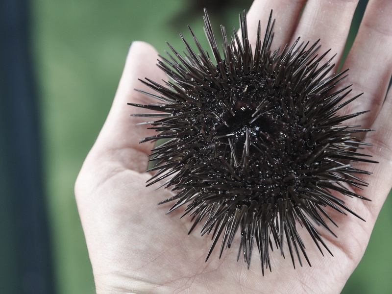 animal wildlife, hand, day, outdoors, nature, 2K, focus on foreground, holding, black color, real people, lifestyles, human body part, sea urchin, unrecognizable person