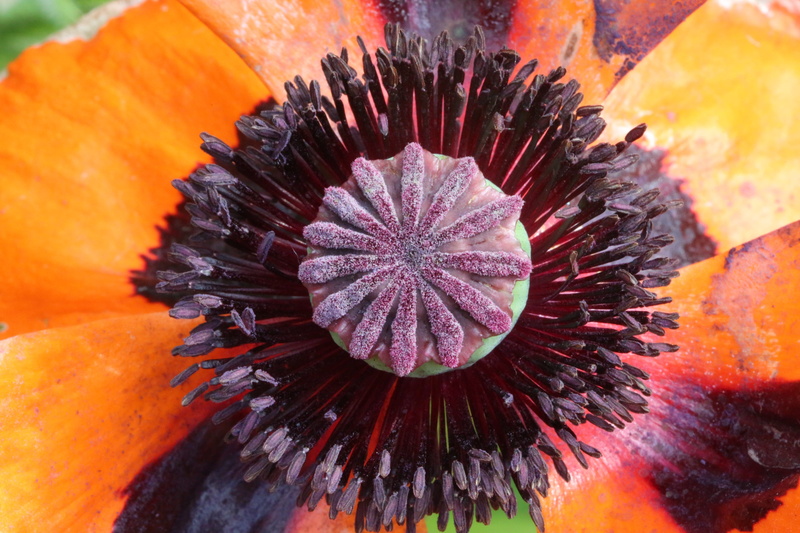 inflorescence, poppy flower, flowering plant, 5K, selective focus, no people, sea life, orange color, full frame, mohngewaechs, freshness, pattern, marine