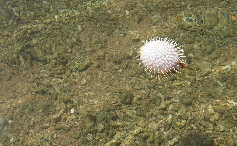 close-up, shallow, high angle view, sea urchin, animal, sea life, no people, sea, outdoor, outdoors, nature, day, animal wildlife, water, marine, beauty in nature