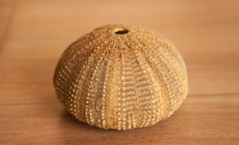 food and drink, no people, sphere, shell, baked, focus on foreground, indoors, pattern, sea urchin, brown, echinite, wood - Material, bread, freshness