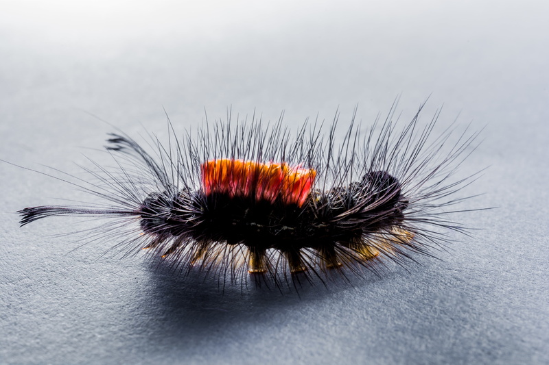 close, animal, animals in the wild, one animal, invertebrate, animal wildlife, insect, outdoors, animal hair, hair, no people, hairy, 5K, close-up, animal themes