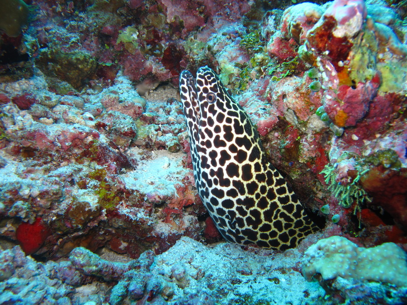 animals in the wild, vertebrate, water, sea life, sea, animal themes, white, black, underwater, nature, undersea, animal, marine, moray eel, animal markings