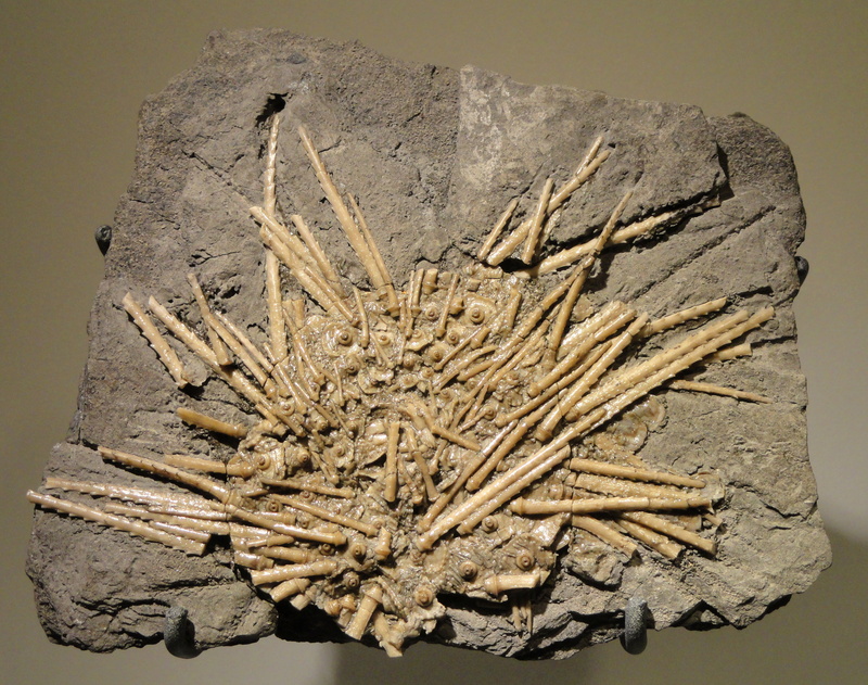 pattern, carboniferous, urchin, directly above, creativity, winchell, architecture, ancient, wood - material, textured, food and drink, sea, formation