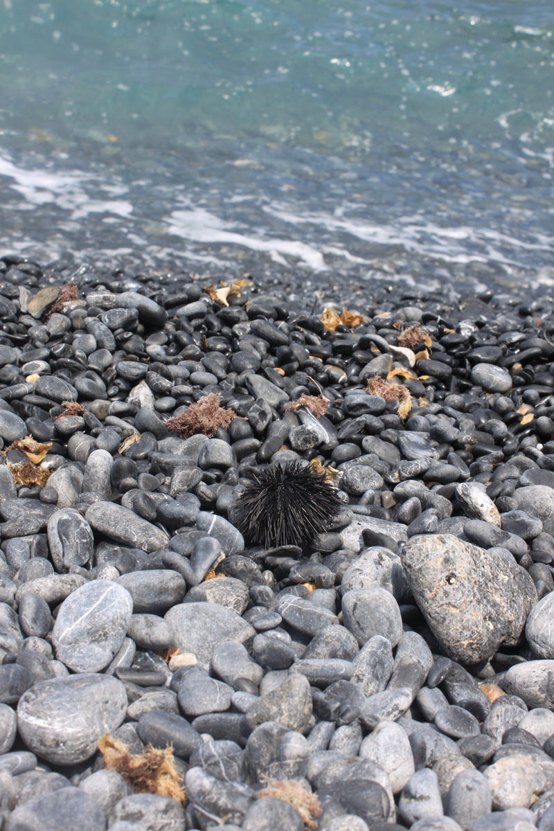 animals in the wild, animal wildlife, marine, water, no people, nature, animal, summer, animal themes, outdoors, pebble, stone - object, gravel, 4K, rock