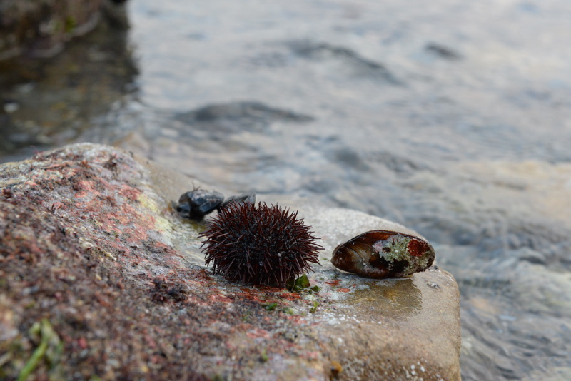 selective focus, animals in the wild, focus on foreground, animal themes, sea, istanbul, outdoors, solid, close-up, marine, sea urchin, beach, rock - object