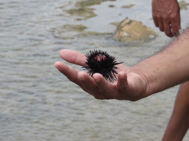 water, sand, focus on foreground, animal, hedgehog, alagoas, lifestyles, sea urchin, real people, holding, beira mar, island, mar, marine, nature, human body part