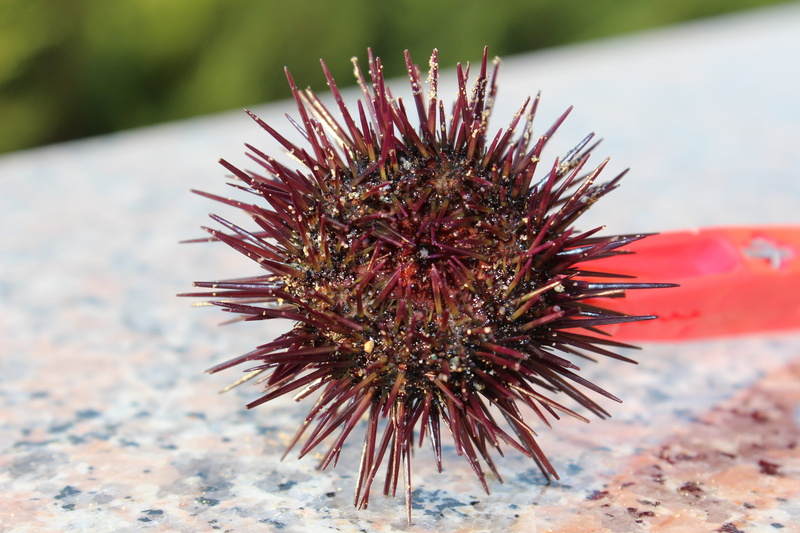 focus on foreground, water, spiky, animal, insect, one animal, sea urchin, sea, close-up, no people, sea life, nature, animal wildlife, day, spiked, outdoors