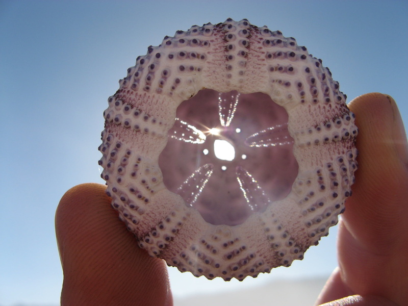 white, body part, shell, sea urchin, directly below, sunshile, women, beach, 1080P, one person, outdoors, round, human finger, human Hand, leisure activity