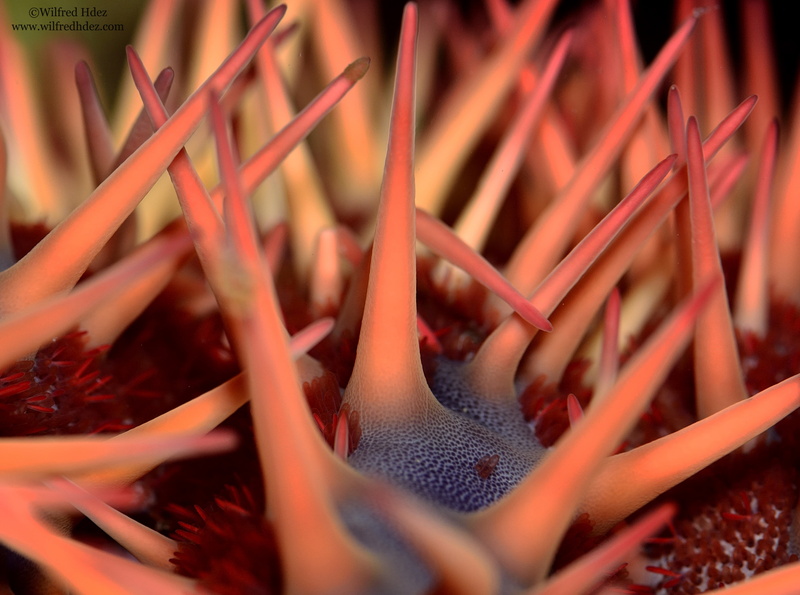 tranquility, marine, urchin, no people, Reef, Closeup, freshness, Animals, close-up, growth, outdoors, beauty in nature, red, plant, scuba diving, Water
