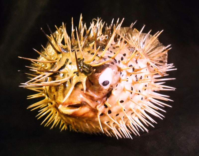 black background, indoors, animal, animals in the wild, spiked, water, invertebrate, marine, animal themes, 720P, spiky, no people, fishes, close-up, sealife