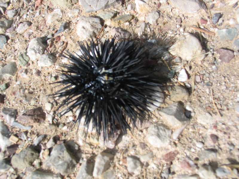 2K, sea urchin, poisonous, animal, rock, spiky, sea life, animal wildlife, one animal, marine, underwater, no people, outdoors, sea, animal themes, high angle view