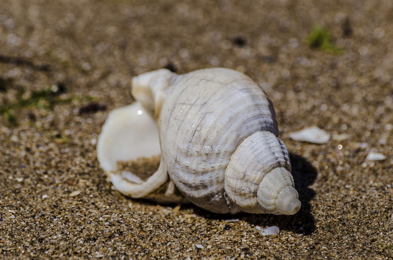 animal, nerivill1, ocean, marine, day, animal shell, aquatic, seashell, beach, invertebrate, land, animals in the wild, shell, outdoors, selective focus