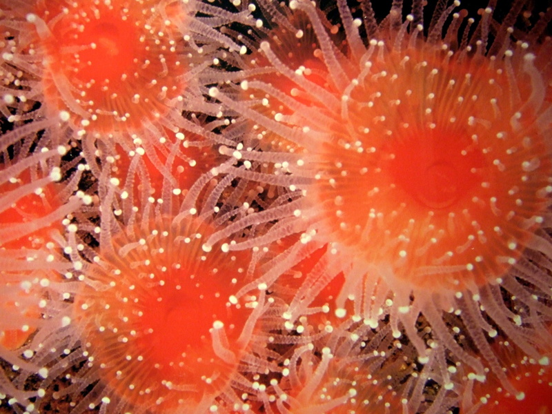 macro, animal, animal themes, undersea, orange color, Aquarium, invertebrate, Sea Urchin, underwater, extreme close-up, sea, beauty in nature, marine, no people