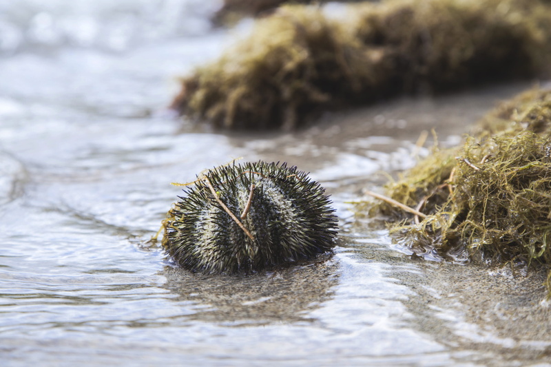 one animal, seaweed, outdoors, no people, seagrass, water, sea, stings, beach, rodent, sea life, close, animal wildlife, day, marine, animal themes, mammal