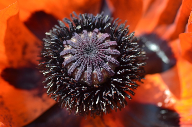 poppies, close-up, flowers, field, fragility, blossomed, sea urchin, beauty in nature, klatschmohn, growth, outdoors, meadow, animal, selective focus, flowering plant