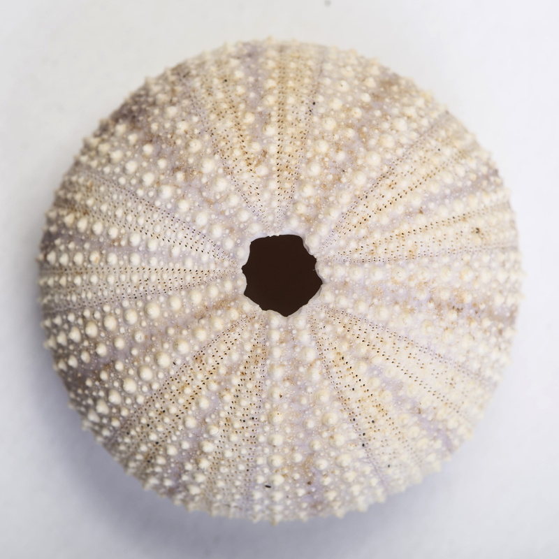 detail, close-up, textured, indoors, macro, water, still life, envelope, shell, 2K, white background, beautiful, zoom, design, single object, high angle view