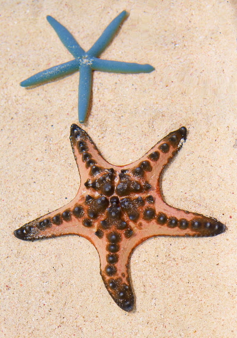 seashell, ocean, marine, sea creature, aquatic, star shape, urchin, animal themes, day, octopus, sand, accessory, star fish, reptile, close-up, no people