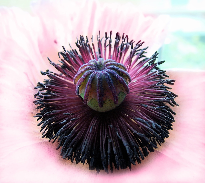 summer, focus on foreground, head, flower head, day, Spring, close-up, vulnerability, purple, Flower, Poppy, Close, 2K, beauty in nature, papaver, growth