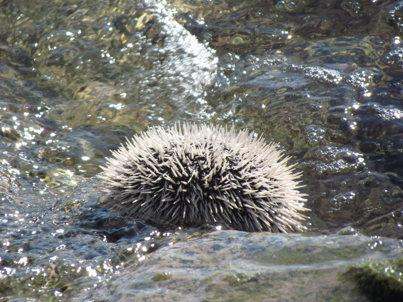 animals in the wild, Nature, outdoors, animal wildlife, solid, no people, rock, high angle view, sea urchin, Urchin, marine, Ocean, animal themes, one animal