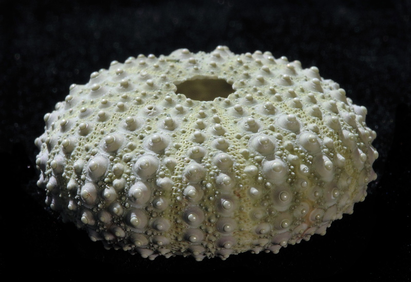 close-up, pearl jewelry, animal, natural, no people, studio shot, luxury, indoors, pattern, macro, round, ocean, shape, invertebrate, aquatic, single object
