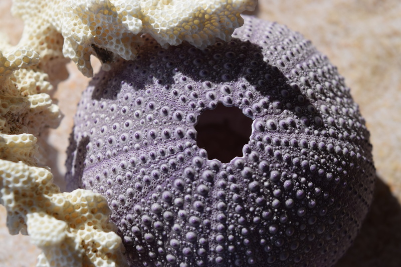 flower, indoors, purple, shape, plant, sea, black, 5K, close-up, no people, focus on foreground, flowering plant, geometric shape, sweet, sand, sweet food