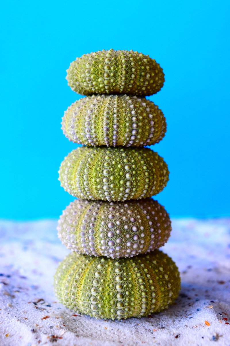 sea, zen-like, solid, indoors, sand, blue, large group of objects, plants, nature, balance, close-up, pebble, blue background, food, colored background