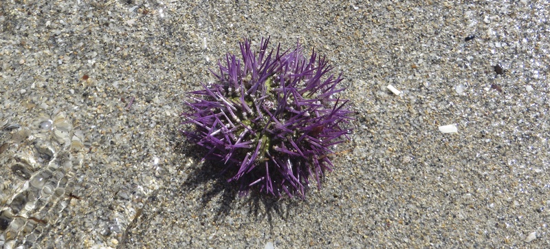 animal, close-up, vulnerability, animal themes, fragility, marine, sea life, water, sand, natural, no people, meeresbewohner, spur, sea urchins, beach