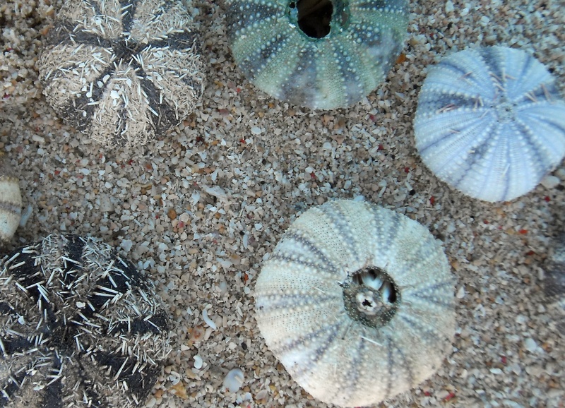 seashell, no people, marine, animal themes, animal, sea life, high angle view, nature, sea, animal shell, shell, water, beach, close-up, land, undersea